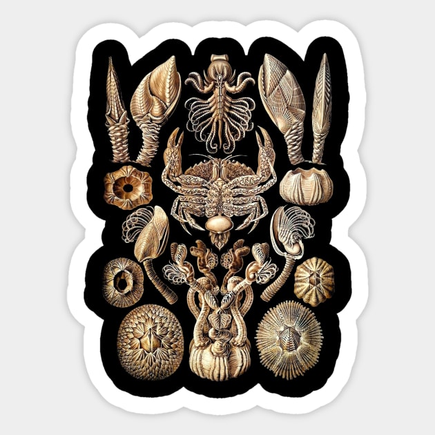 Ernst  Haeckel Cirripedia Crab Natural Sticker by Scientistudio